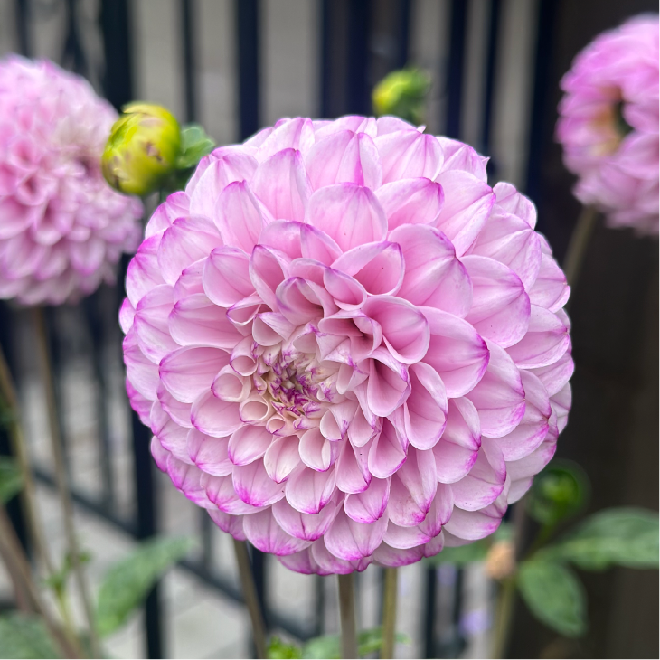 Oh Dahlia!