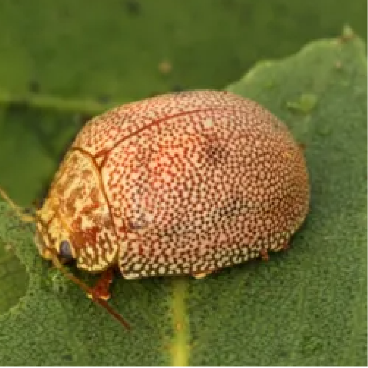 Beetle Mania