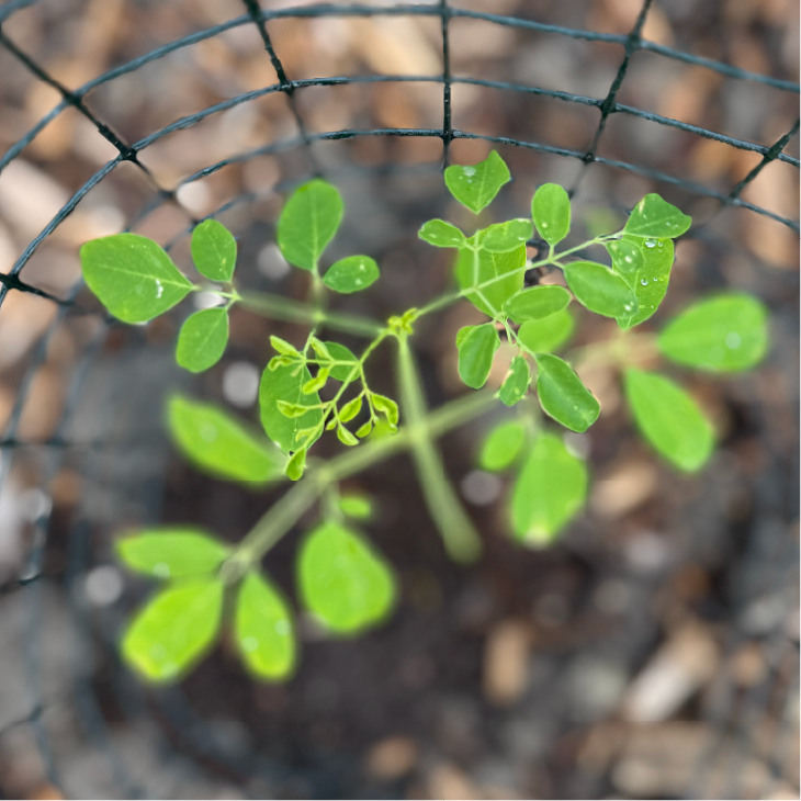 More Moringa